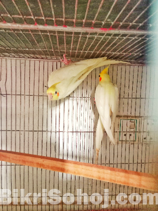 ককাটেল